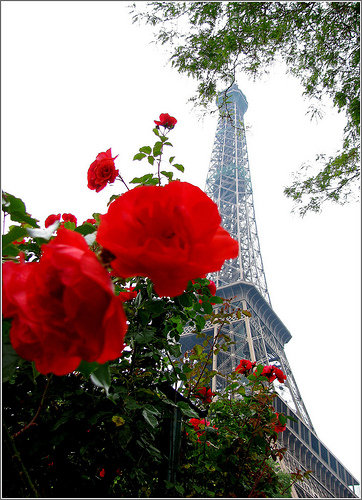 rose rouge et tour eiffel